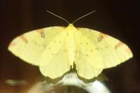 Opisthograptis luteolata