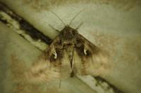 Autographa gamma