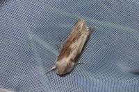 Egira conspicillaris