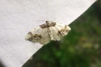 Ligdia adustata