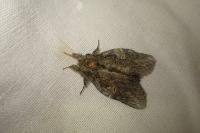 Peridea anceps