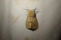 Spilarctia lutea