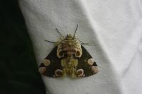Thyatira batis