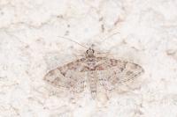 Gymnoscelis rufifasciata