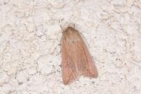 Mythimna unipuncta
