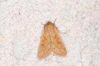 Mythimna vitellina