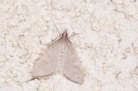 Mecyna asinalis