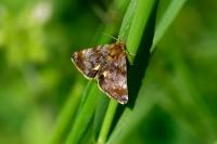 Panemeria tenebrata