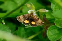 Panemeria tenebrata