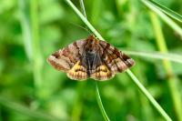 Euclidia glyphica
