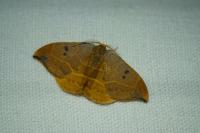 Watsonalla binaria