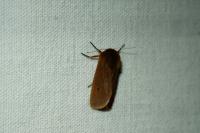 Phragmatobia fuliginosa