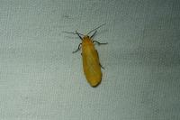 Wittia sororcula