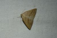 Petrophora chlorosata