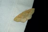 Cyclophora porata
