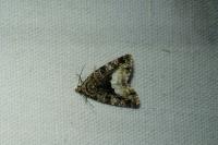 Deltote pygarga