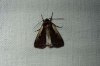 Ochropleura plecta