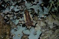 Ochropleura plecta