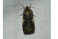 Xestia c-nigrum