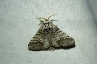 Drymonia ruficornis