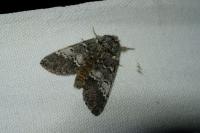 Drymonia ruficornis