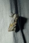 Harpyia milhauseri