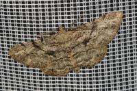 Peribatodes rhomboidaria rhomboidaria