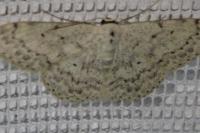Scopula marginepunctata