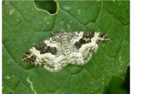 Epirrhoe alternata