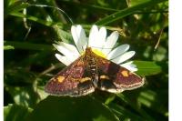 Pyrausta aurata