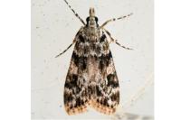Eudonia delunella