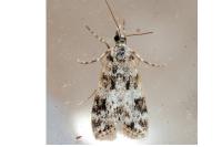 Eudonia delunella