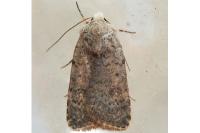 Caradrina flavirena