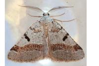 Itame vincularia