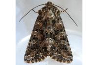 Hadena perplexa