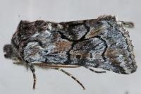 Cleonymia yvanii