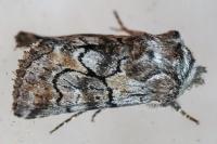 Cleonymia yvanii