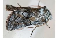 Cleonymia yvanii