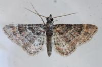 Gymnoscelis rufifasciata