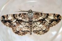 Peribatodes umbraria umbraria
