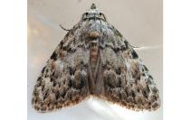 Meganola strigula