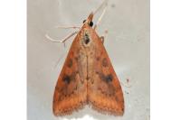 Udea ferrugalis