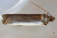 Denticera divisella