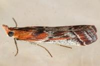 Ancylosis cinnamomella