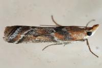 Ancylosis cinnamomella