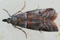 Acrobasis obliqua