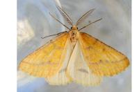 Aspitates ochrearia