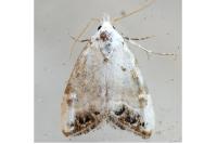 Nola infantula