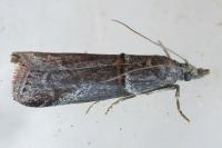 Acrobasis obliqua