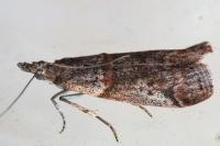 Acrobasis obliqua